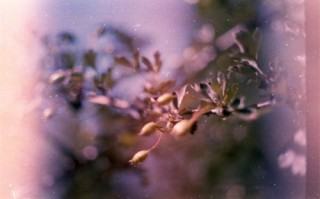电影花芯剧情介绍（电影花芯到底想表达什么）